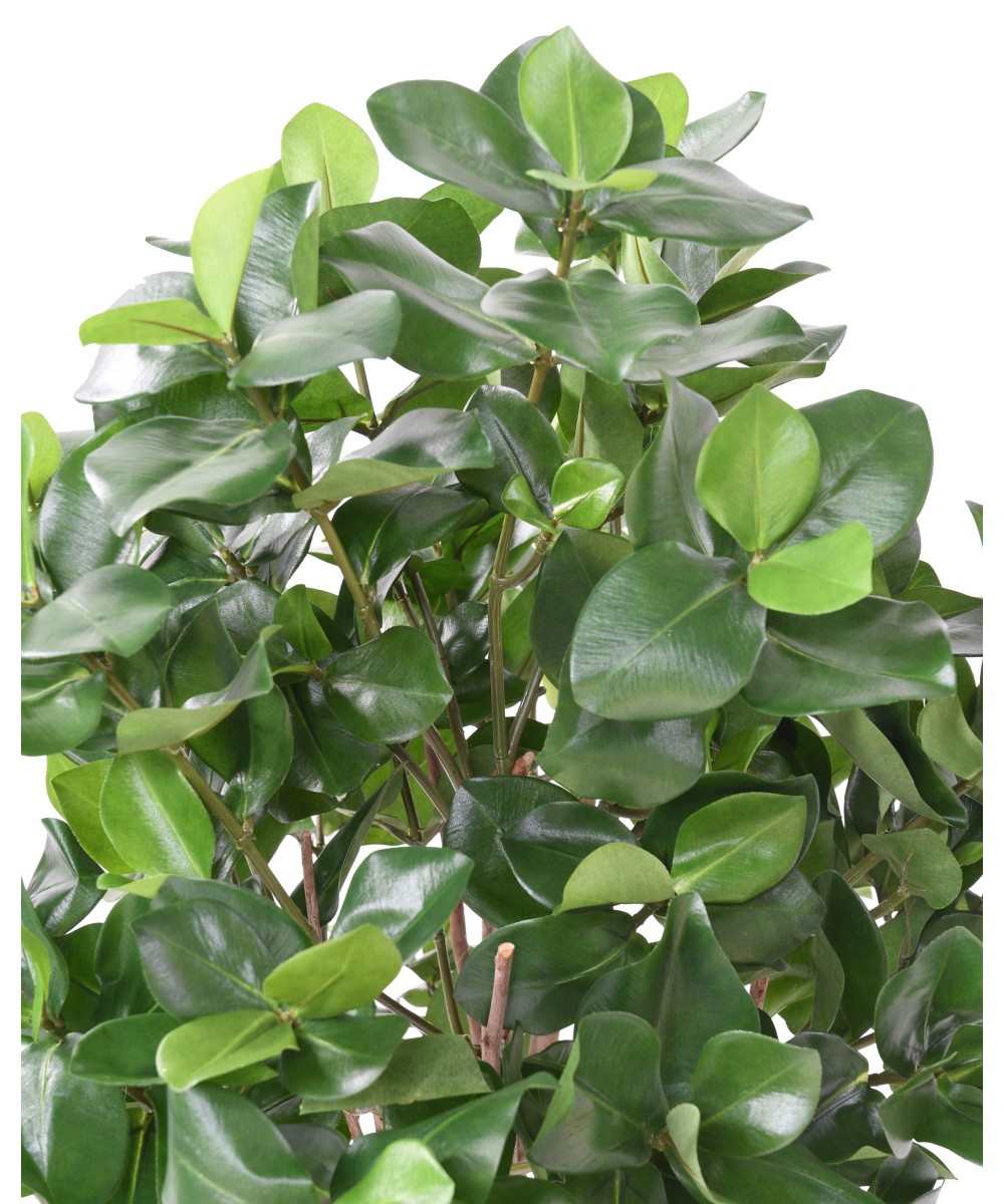 Artificial CLUSIA BUSH