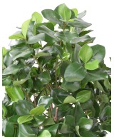 Artificial CLUSIA BUSH