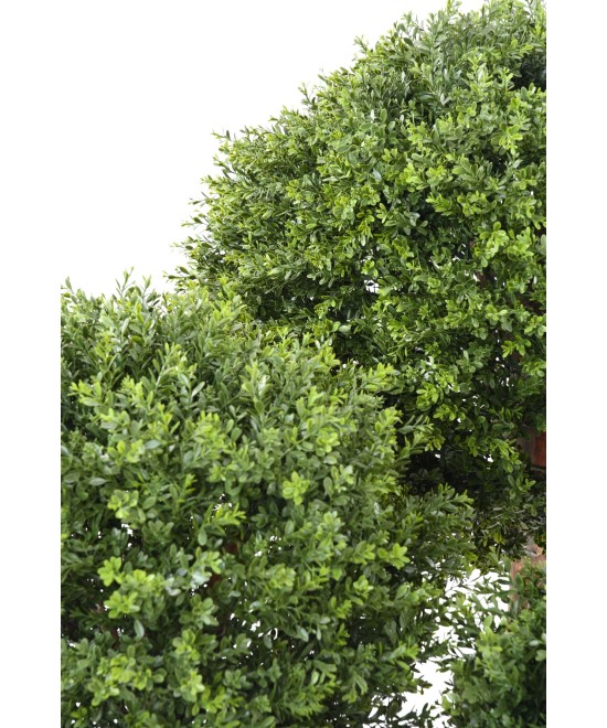 Artificial BOXWOOD BALL RED DAY UV
