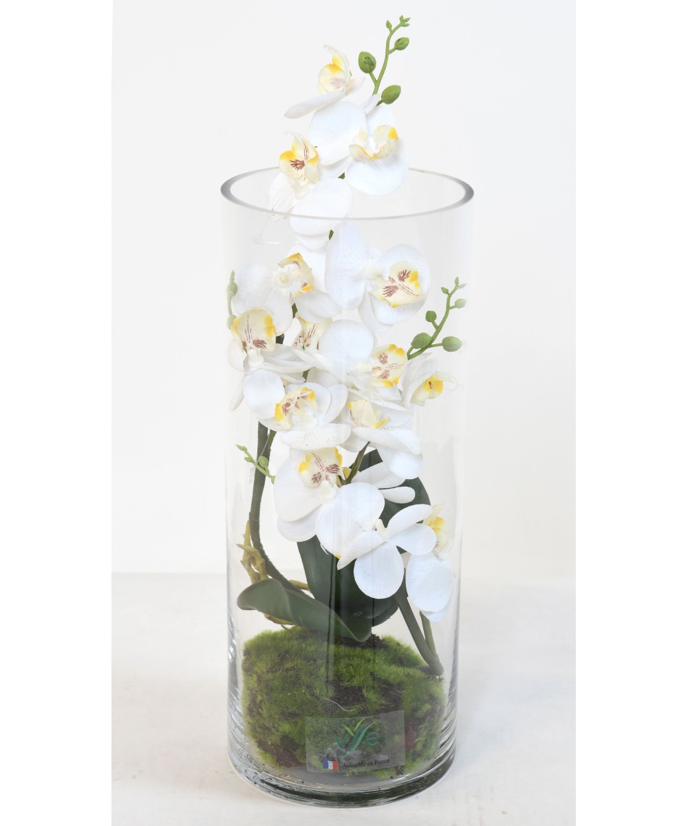 COMPOSITION WHITE PHALAENO