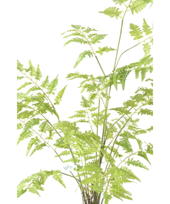 Artificial FERN
