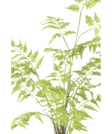 Artificial FERN