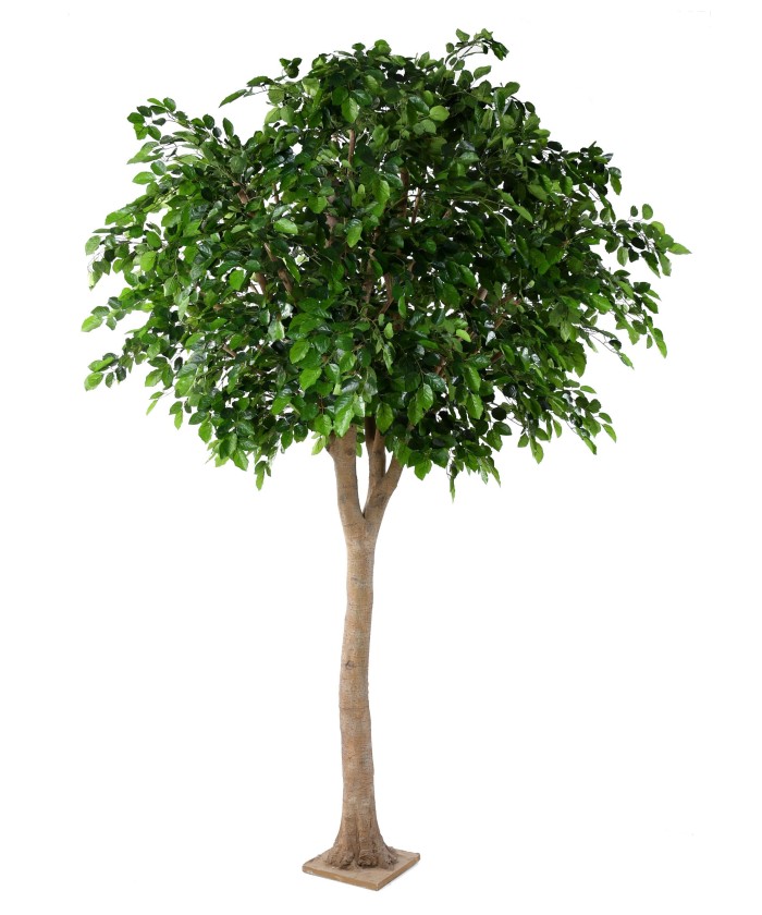 Artificial BEECH HEAD