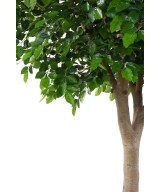 Artificial BEECH HEAD