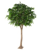Artificial BEECH HEAD
