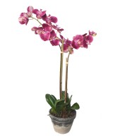 Artificial POTTED PHALAENOPSIS ORCHID 85