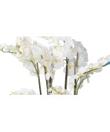 Kunstlik potilill Phalaenopsis orhidee 105