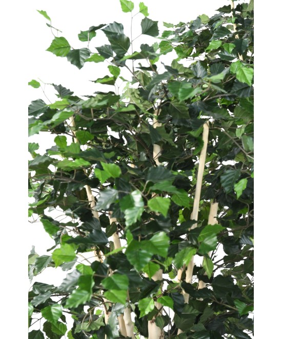 Artificial BIRCH ST