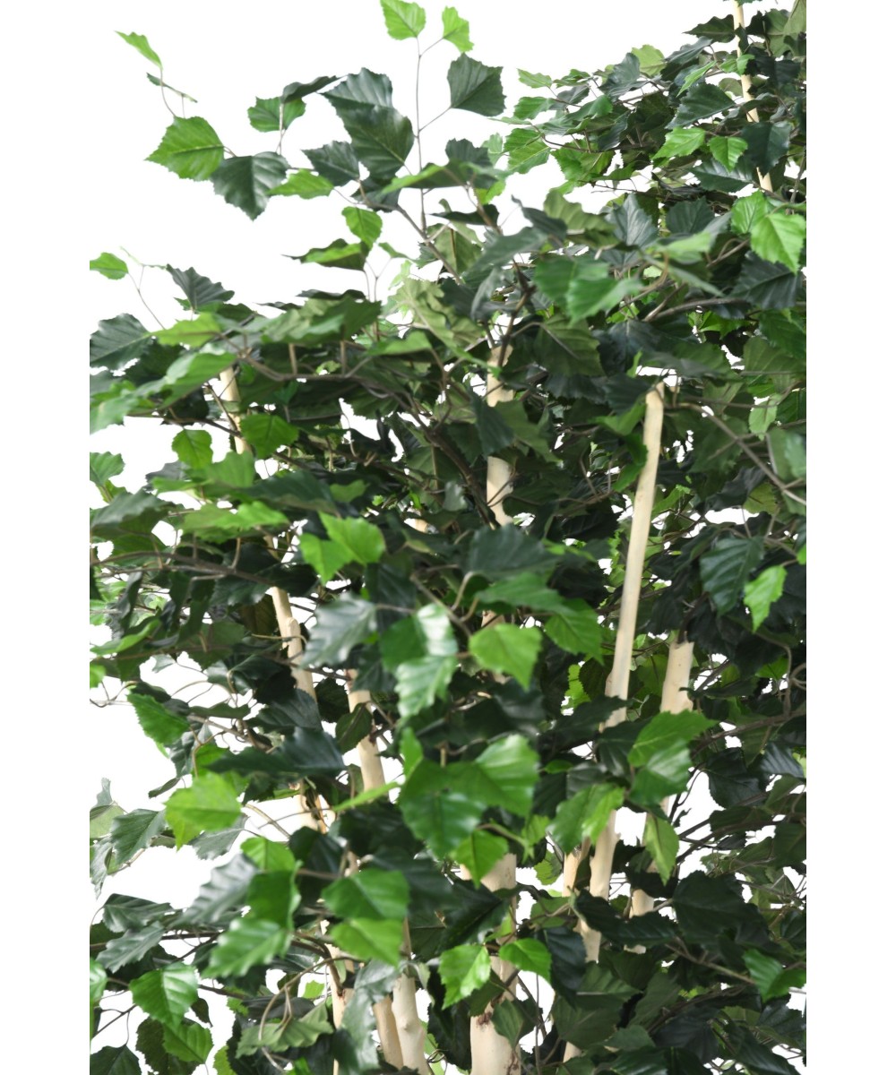Artificial BIRCH ST
