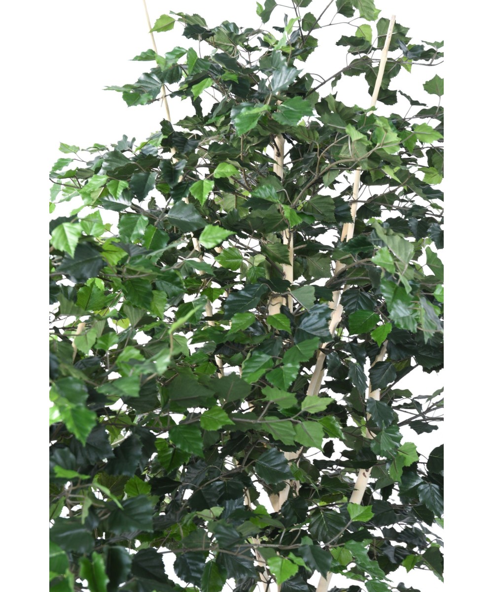 Artificial BIRCH ST