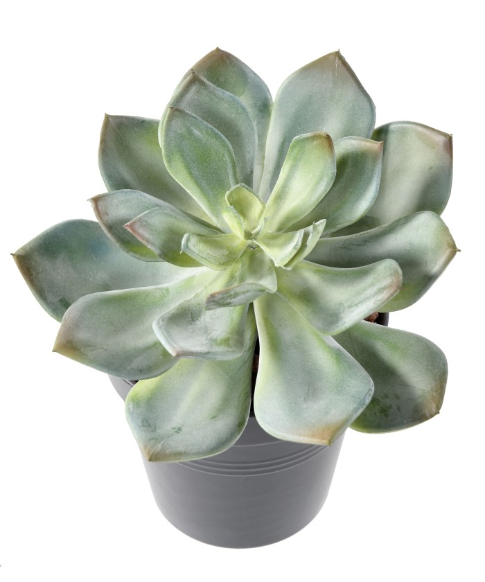 Artificial SUCCULENT *25