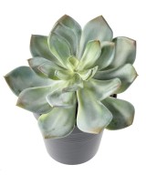 Artificial SUCCULENT *25