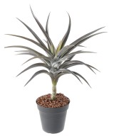 Artificial TILLANDSIA 24