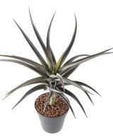 Artificial TILLANDSIA 24