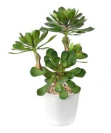 Artificial POTTED SUCCULENT 30