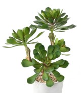 Artificial POTTED SUCCULENT 30