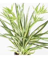 Artificial CHLOROPHYTUM * 107