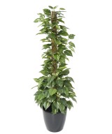 Artificial POTHOS ON POLE