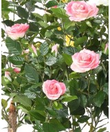 Artificial ROSE