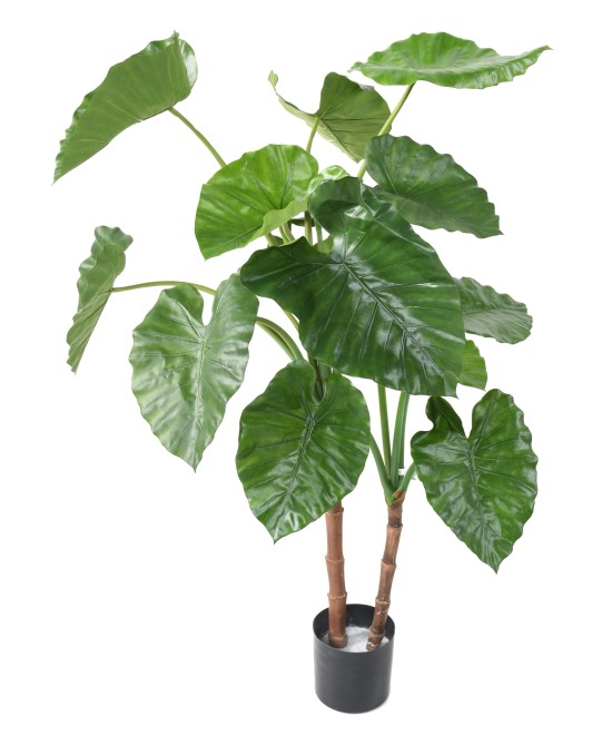 Kunstalokaasia CALIDORA TB