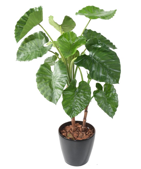 Kunstalokaasia CALIDORA TB