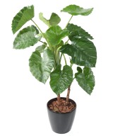 Kunstalokaasia CALIDORA TB