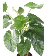 Kunstalokaasia CALIDORA TB