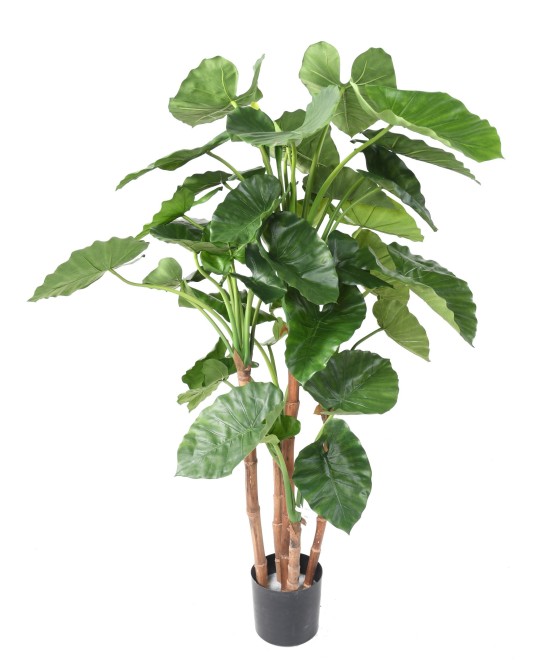 Kunstalokaasia CALIDORA TB