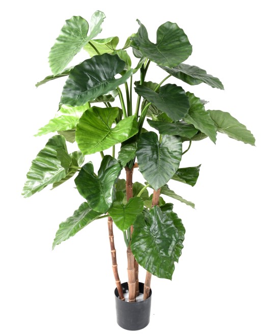 Kunstalokaasia CALIDORA TB