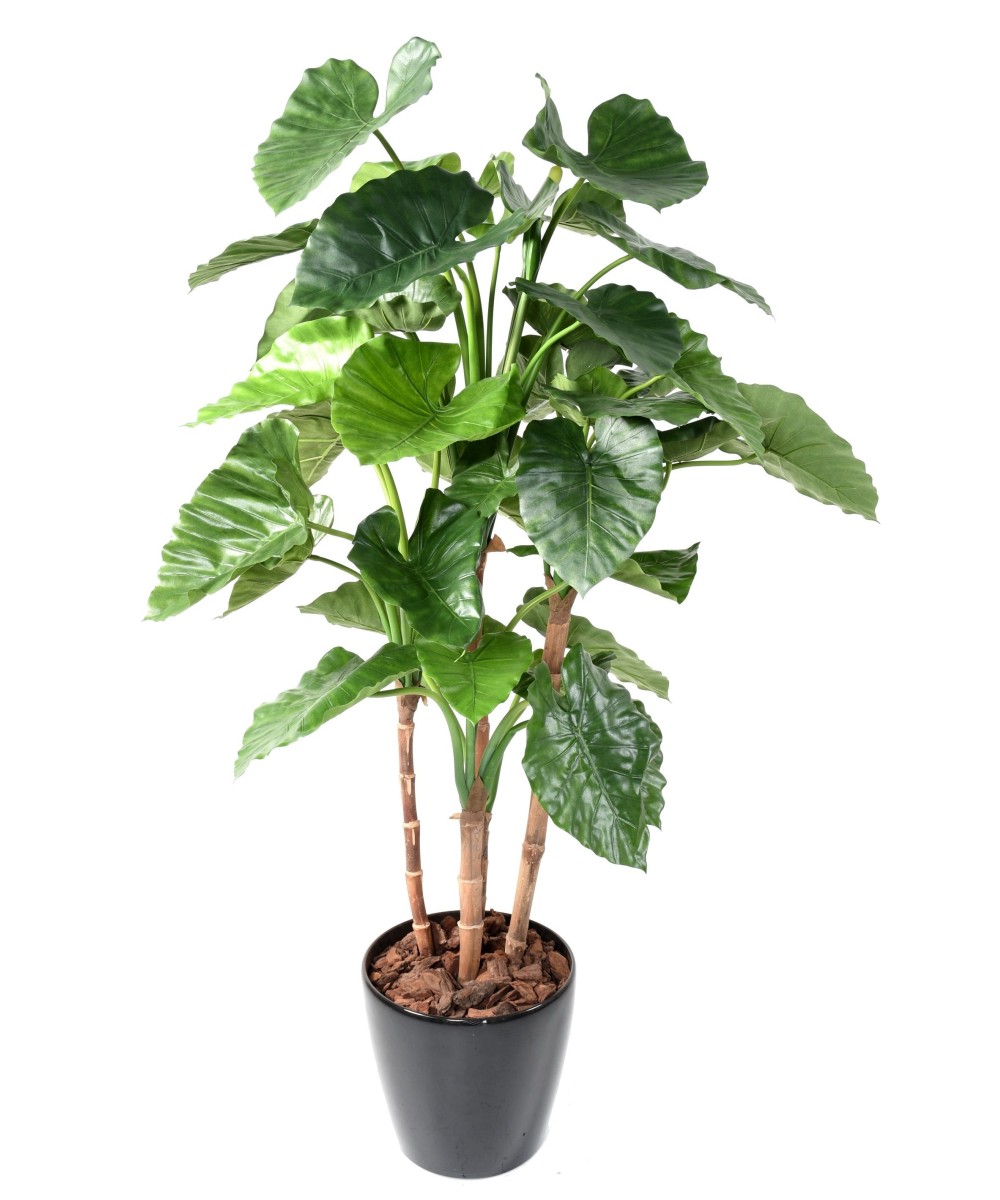 Kunstalokaasia CALIDORA TB