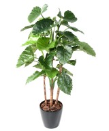 Kunstalokaasia CALIDORA TB