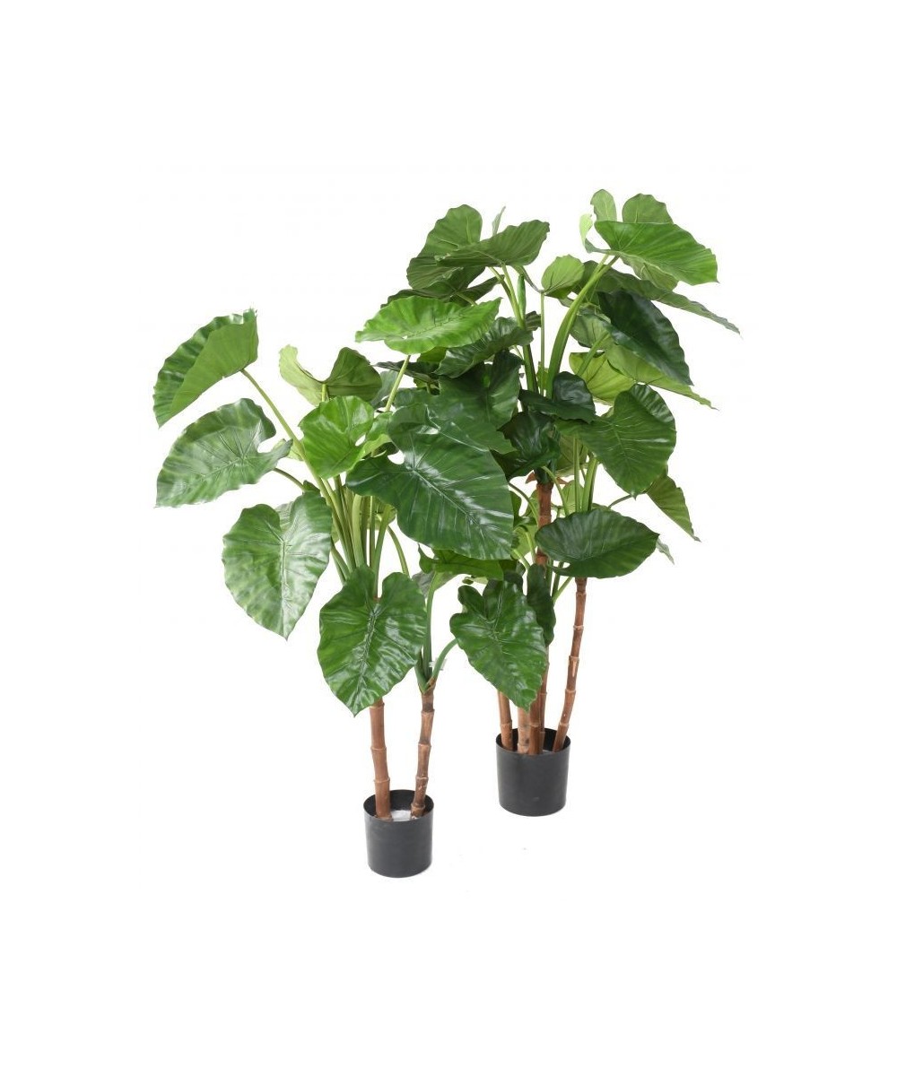 Kunstalokaasia CALIDORA TB