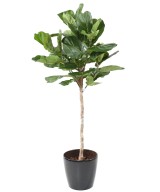 Artificial LYRATA STEM HEAD