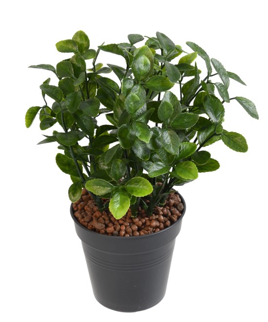 Kunstlik BERBERIS
