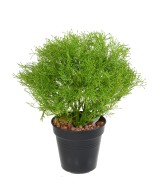 Artificial GYPSOPHILA