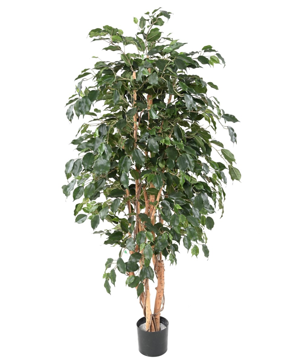 Kunstficus Exotica