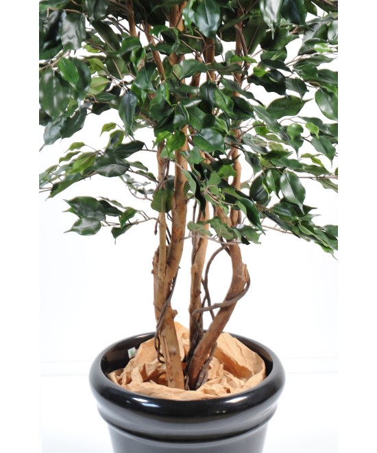 Kunstficus Exotica