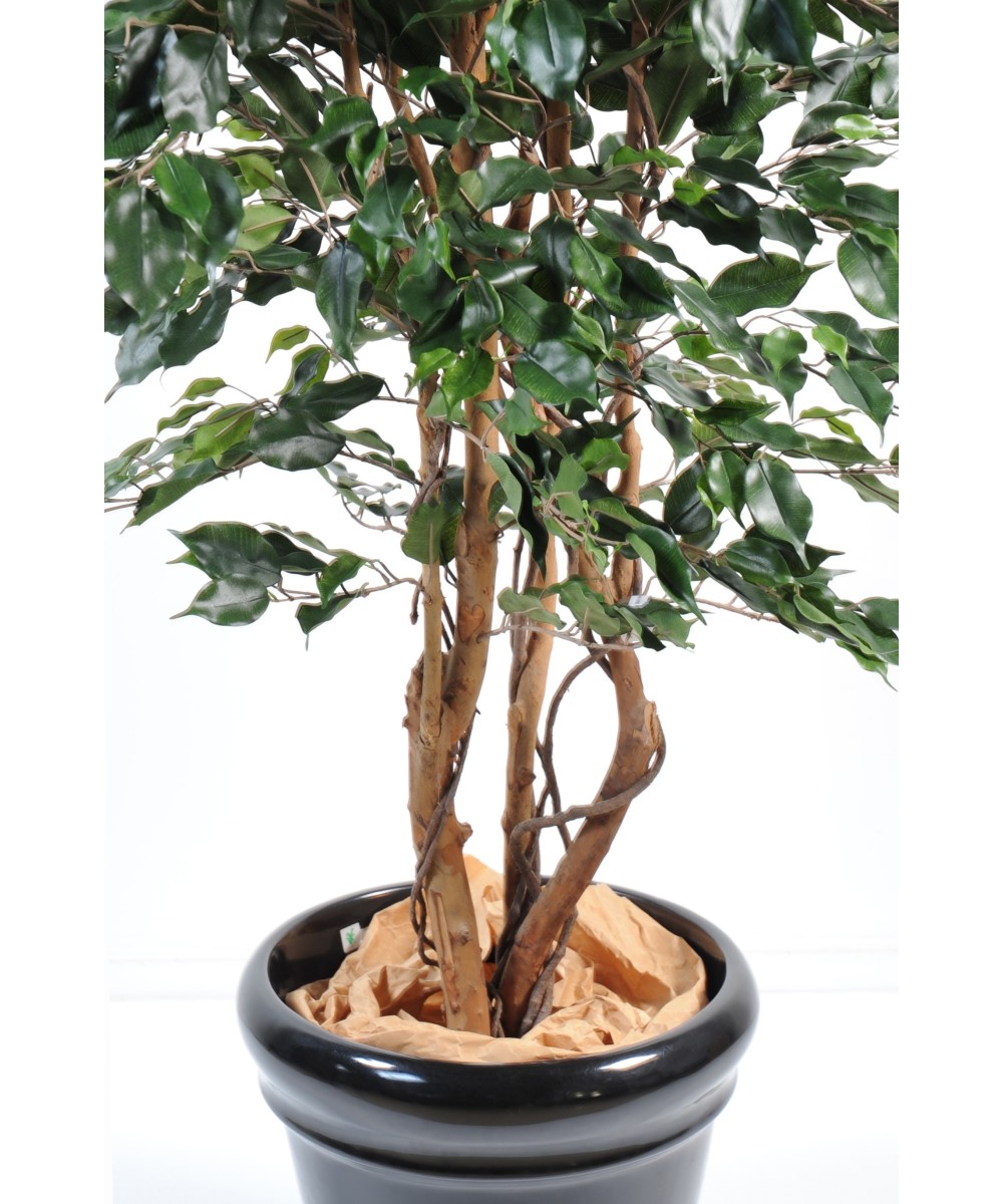 Kunstficus Exotica
