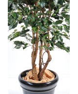Kunstficus Exotica