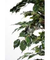 Kunstficus Exotica