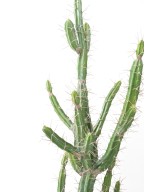 Artificial FINGER CACTUS F