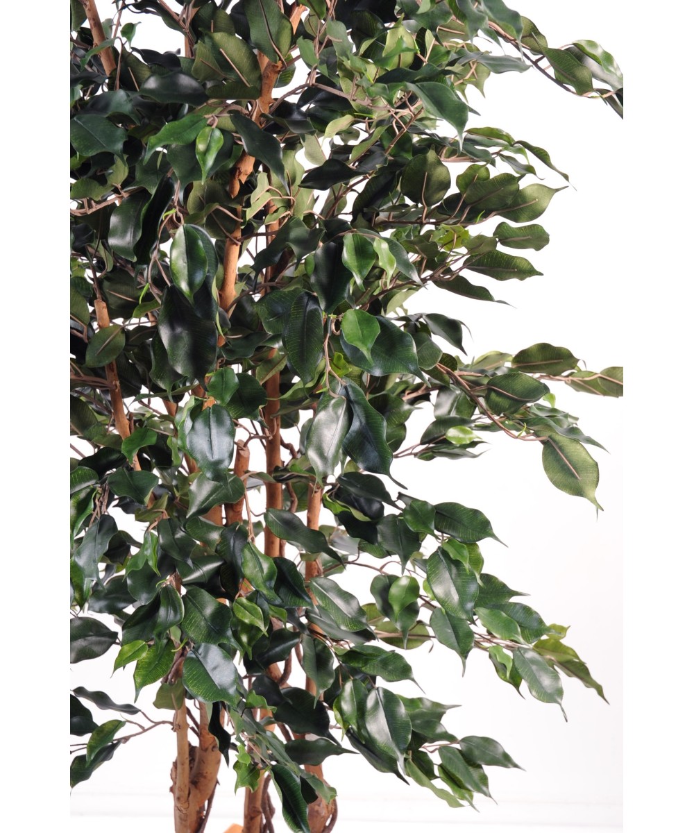 Kunstficus Exotica
