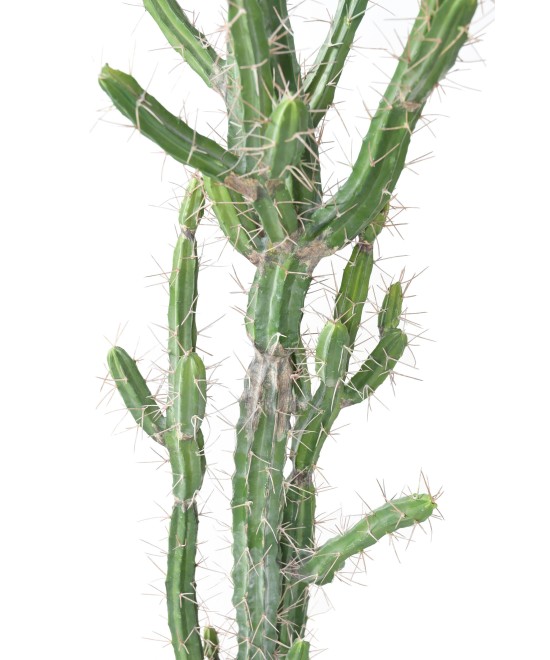 Artificial FINGER CACTUS F
