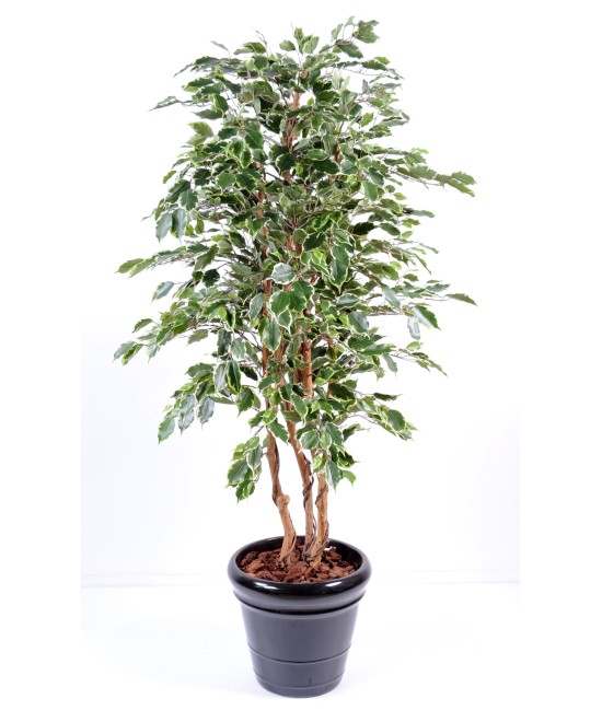 Kunstficus Exotica