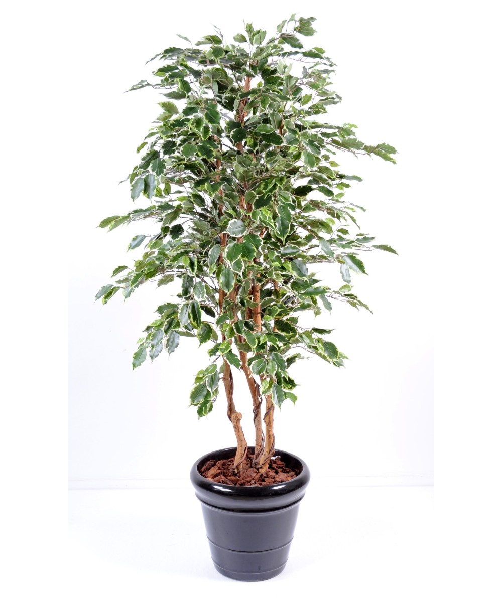 Kunstficus Exotica