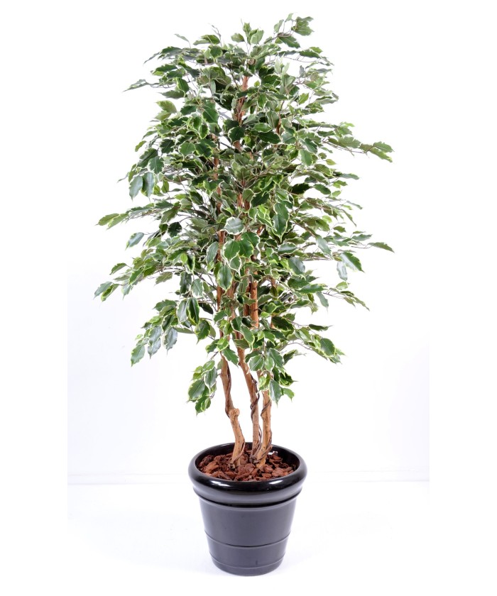 Kunstficus Exotica