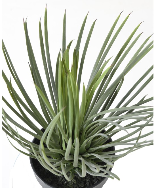 Artificial YUCCA ROSTRATA 40