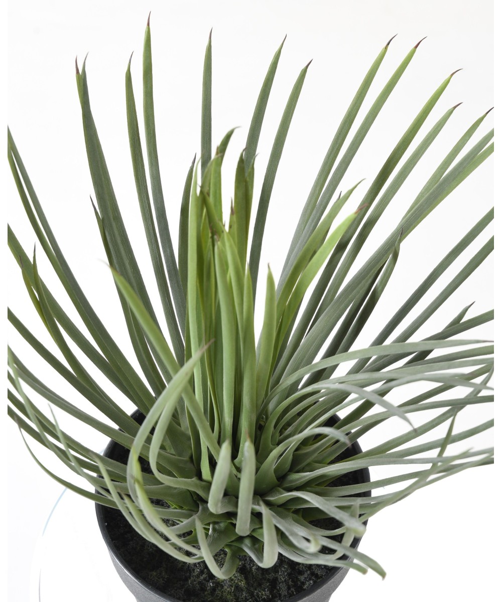 Artificial YUCCA ROSTRATA 40