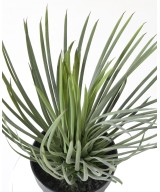 Artificial YUCCA ROSTRATA 40