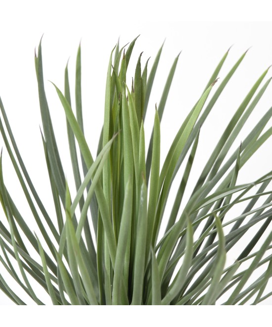 Artificial YUCCA ROSTRATA 40